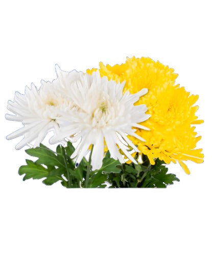 Mums Loose Flowers
