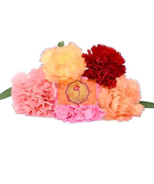 Carnations Loose Flowers