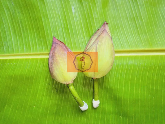Fresh Lotus Flower
