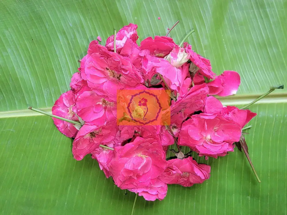 Paneer Rose Loose Flowers