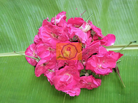 Paneer Rose Loose Flowers