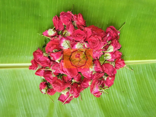 Red Button Rose Loose Flowers